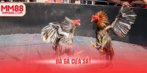 đá gà cựa sắt