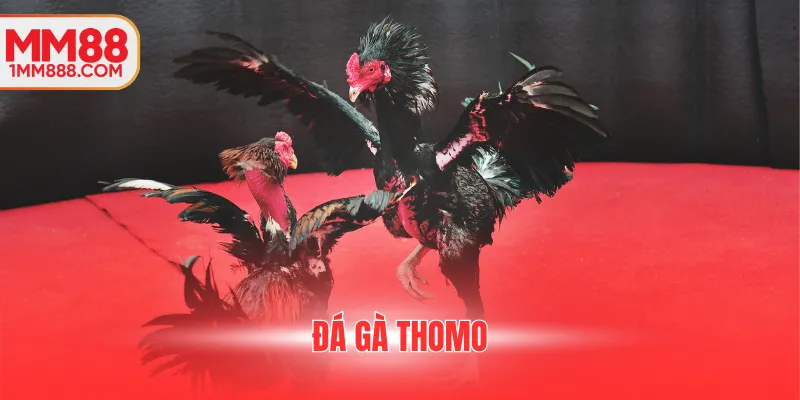 Người chơi làm quen với kèo cơ bản